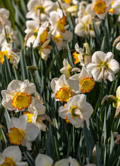 Fototapeta premium white daffodils flowers blooming in a garden