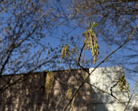 Close-up of boxelder maple (Acer negundo) branches with hanging greenish catkins and fresh young leaves against a blue sky. Early spring scene natural growth, seasonal change, and botanical detail.