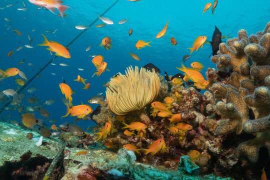 Coral reef and water plants in the Red Sea, Eilat Israel
