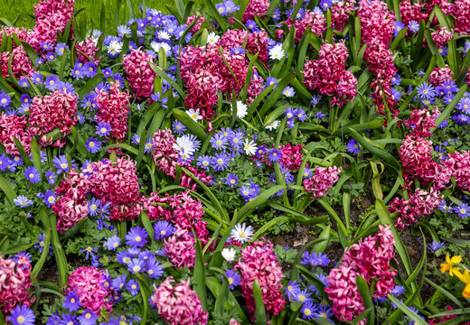 Blue Shades Anemones and Pink Pearl Hyacinths blooming in a garden