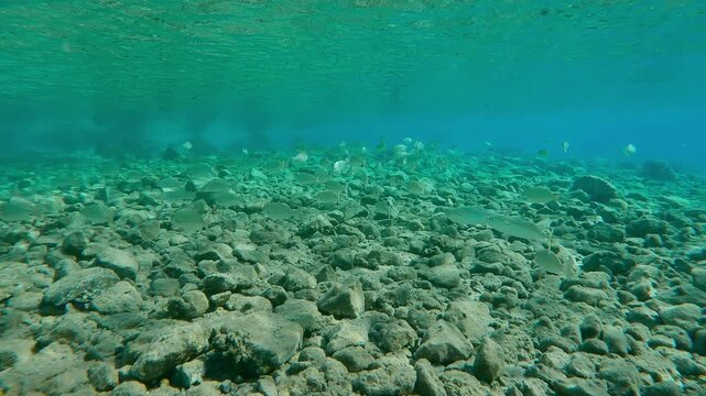 Large school of fish swims over rocks seabed in shallow water on bright sunny day merging with bottom relief in sun glare, Slow motion, Many inconspicuous fishes blending into environment in sunbeams