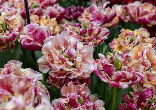 Colorful tulip called Verona Sunrise. Double Early group. Tulips are divided into groups that are defined by their flower features