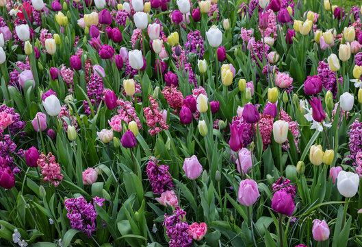tulips and hyacinths blooming in a garden