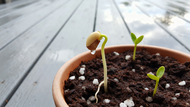 Macro Close-Up of Bean Seed Germination and Seedling Sprouting in Terracotta Pot with Rich Soil

