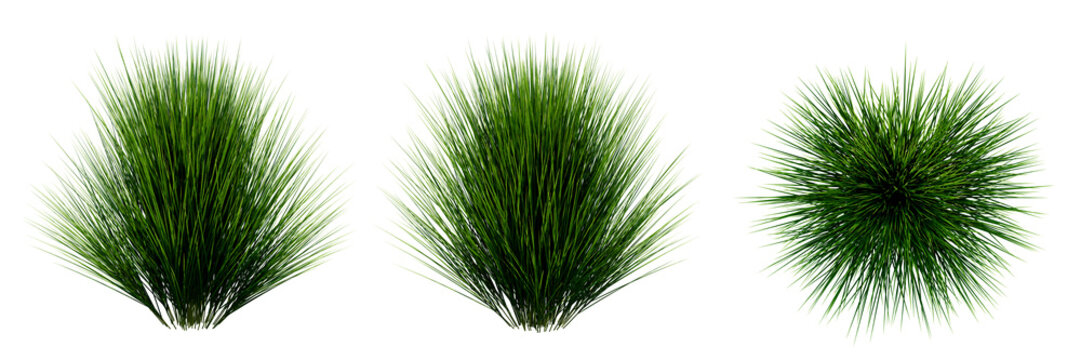 Lush Green Grass Clumps