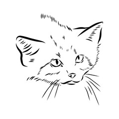 Obraz premium velvet cat, vector sketch
