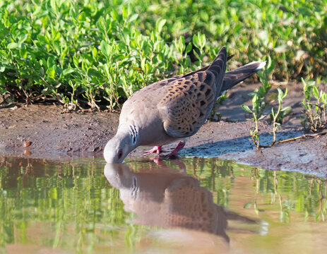 European turtle bird drinking water, Streptopelia turtur