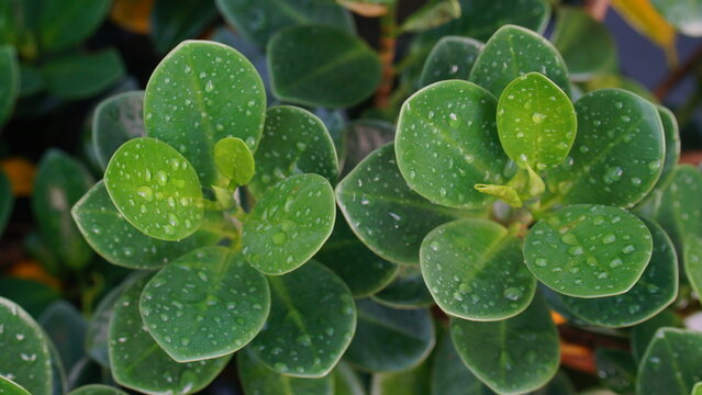 Close-up of fresh green leaves covered with water droplets after rain