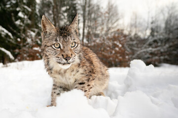 Fototapeta premium Wild Lynx Standing Alert in a Picturesque Snow-Covered Forest Setting
