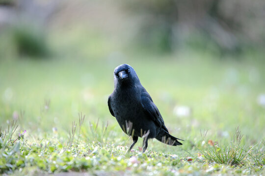 Dohle auf Wiese in NRW, Deutschland &ndash; Coloeus monedula mit auff&auml;lligem Blick im nat&uuml;rlichen Lebensraum