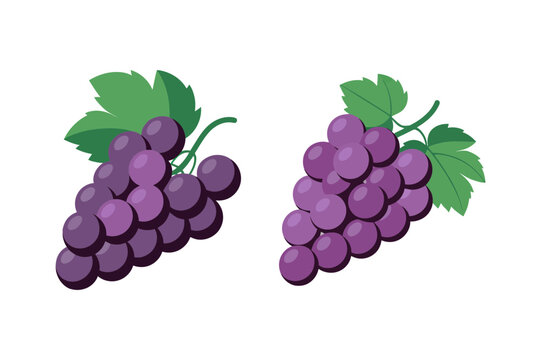 Purple grape bunch with leaves fresh fruit illustration
