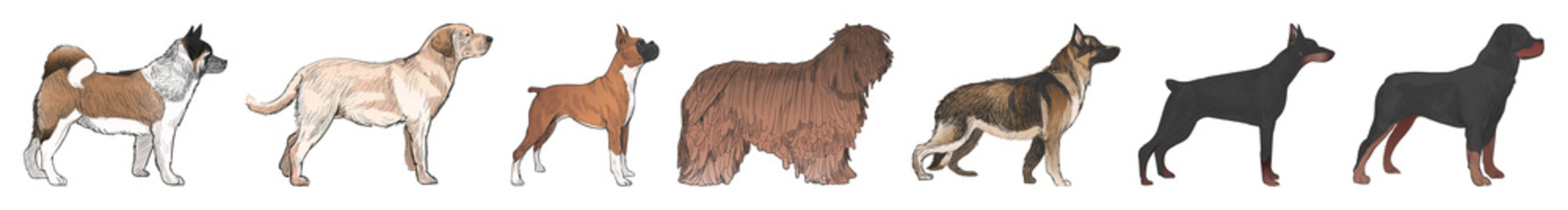 Illustrated diverse dog breeds lineup element set