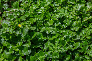 Obraz premium Lush green plants cover the ground with a single yellow flower emerging in a vibrant natural setting during daylight hours