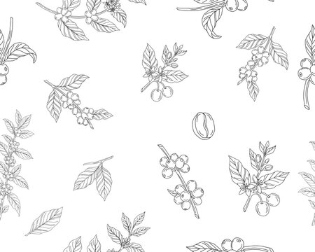 Seamless floral pattern. Branch with leaves. vector illustration of coffee branch. Coffee plant branch with leaf. Hand drawn Coffee tree vector. Coffee beans and leaves. Branch of a plant.