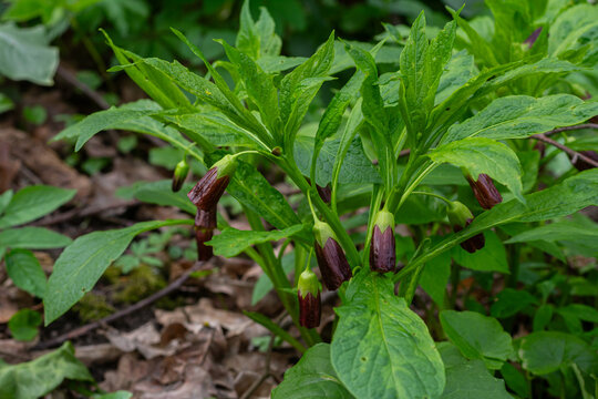 Scopolia carniolica blooms in a spring forest showcasing belladonna and henbane characteristics