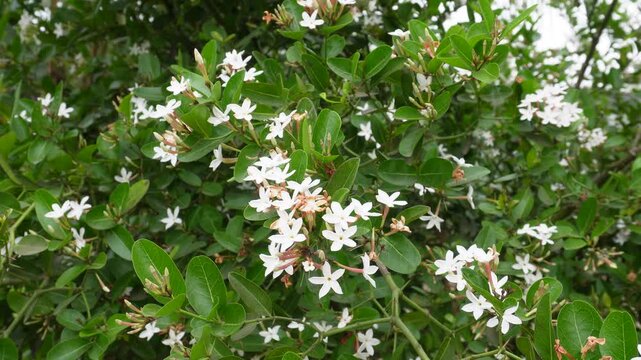 Carissa carandas also known Karanda plants and flowers