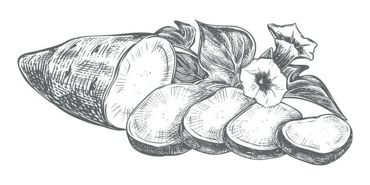 Sweet potato sketch. Vector composition of a half of sweet potato and slices, leaves and flowers lying on a table. Hand drawn. Yam outline drawing done in ink. Ipomoea batatas linear art