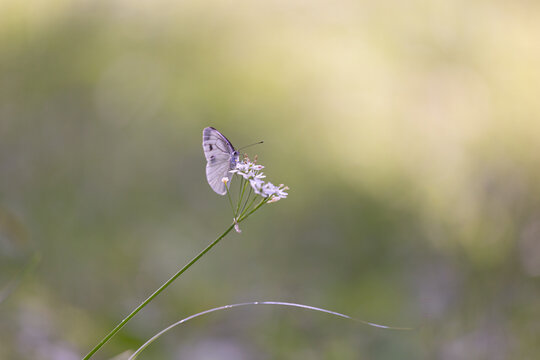 White butterfly (Pieris melete) perched on a wildflower, Japan.