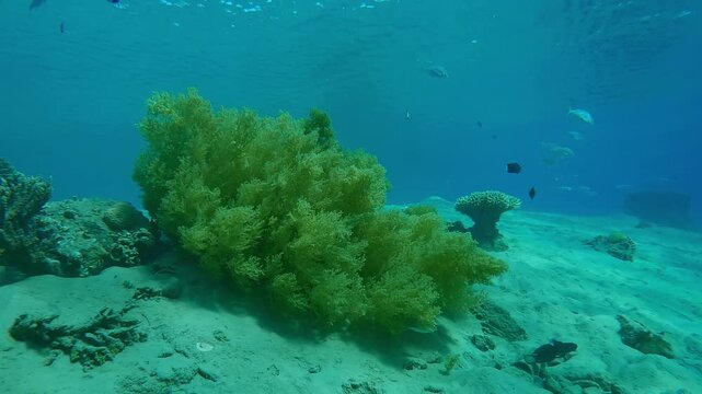 Forward movement approaching to Yellow Broccoli Soft coral, Litophyton arboreum on sandy seabed in shallow water, tropical fish of different species near it, Slow motion