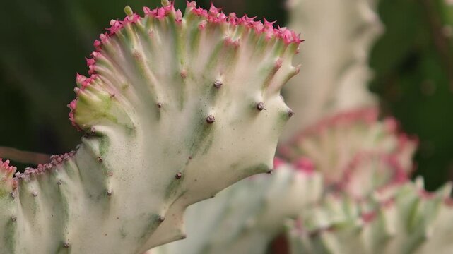 Pink-flowered cactus in the garden.