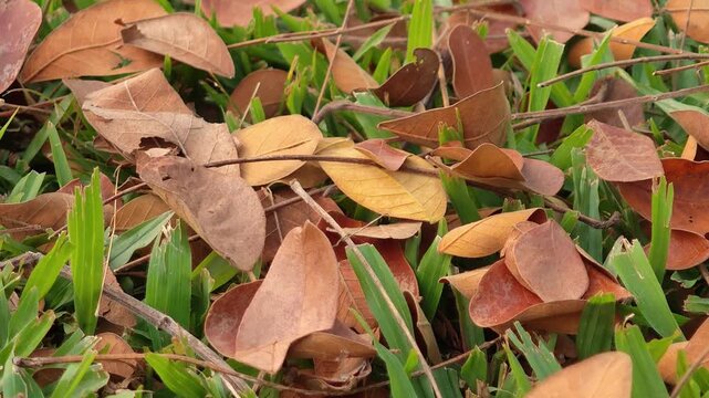 The leaves of the rain tree fell on the grass.