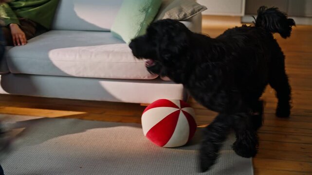 Relaxed nanny sitting sofa active preteen kid fluffy dog running around playing