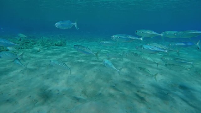 Close up of school of mackerels swims above sandy seabed, Slow motion of Striped mackerel or Indian mackerel, Rastrelliger kanagurta shoal in shallow water