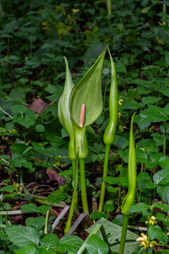 Unique inflorescence of Arum maculatum known as Cuckoo Pint or Lords and Ladies emerging from woodland floor in springtime