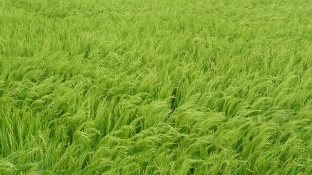 Green rice field wind waves