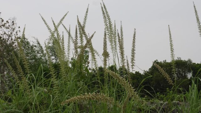 Bristly foxtail grass with slender spiky flower heads