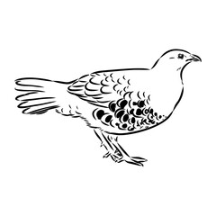 Fototapeta premium bamboo partridge, vector sketch