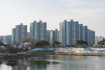 Obraz premium Apartment Buildings Overlook Lake with Traditional Pavilion and Sakura Trees
