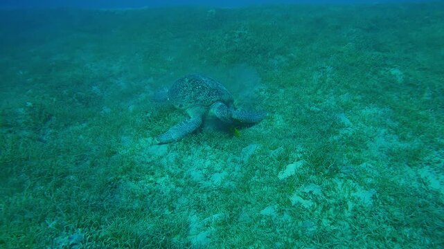 Camera zooming from above to Green Sea Turtle, Chelonia mydas grazing on seagrass bed with group of Golden Trevally, Gnathanodon speciosus, Gnathanodon speciosus