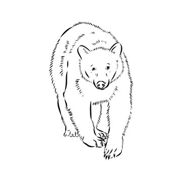 baribal bear, vector sketch