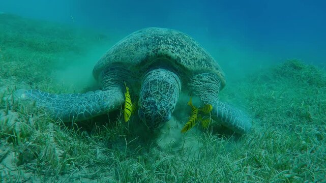 Portrait of Green Sea Turtle with group of Golden Trevally eating seagrass on sandy-silty seabed at daytime, Slow motion, Closeup, Front view, Forward movement approaches to turtle