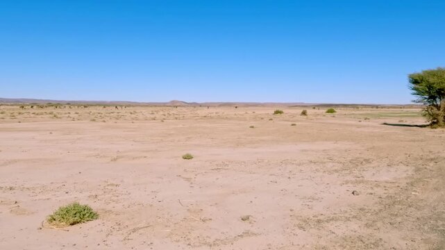 Driving pov on a bumpy dirt road through the arid moroccan sahara desert with a solitary acacia tree on a sunny day