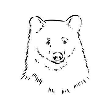 baribal bear, vector sketch