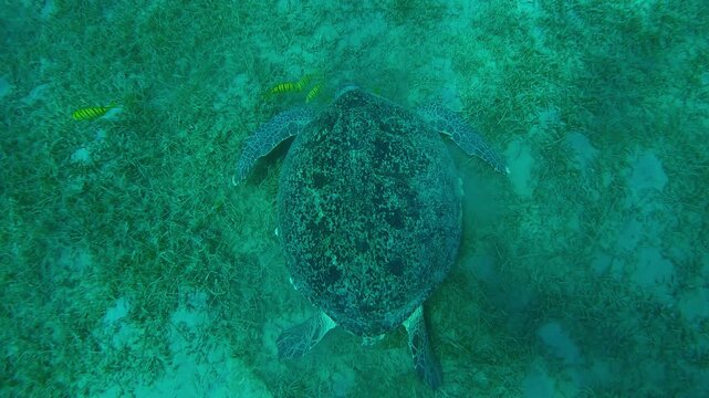 Approaching from above to Green Sea Turtle on sandy-silty seabed eating green sea grass accompanied by a group of Golden Trevally, Slow motion