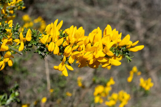 Genista canariensis con flores amarillas en flor, macro con fondo desenfocado