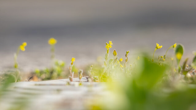 Hidden Beauty: Macro Shot of Tiny Wildflowers Blooming Unnoticed in Early Spring (Extreme Close-up of Small Green Sprout and Tiny Yellow Buds on Dry Ground)