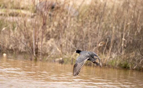 Eurasian Coot (Fulica atra) in flight over a calm lake. Side view of a common coot flying with wings spread.