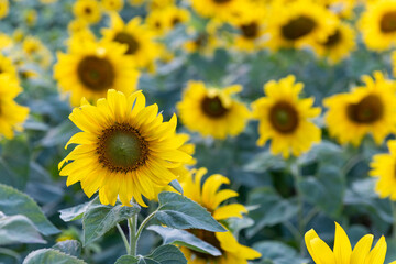 Fototapeta premium Vibrant sunflowers in full bloom