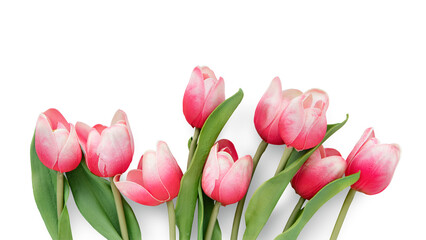 Fototapeta premium Pink tulips with green leaves on a white. Tulips in bloom, vibrant pink petals. Fresh tulips, delicate and elegant. Spring tulips, natural beauty. Floral element isolated on white.