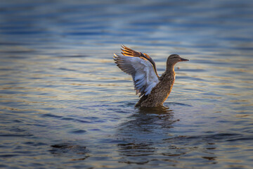 Kaczka Krzyżówka © Stanisaw
