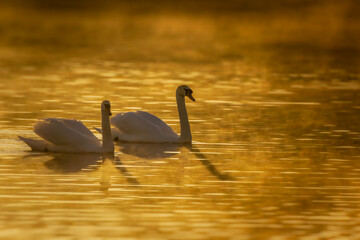 Łabędzie Nieme © Stanisaw