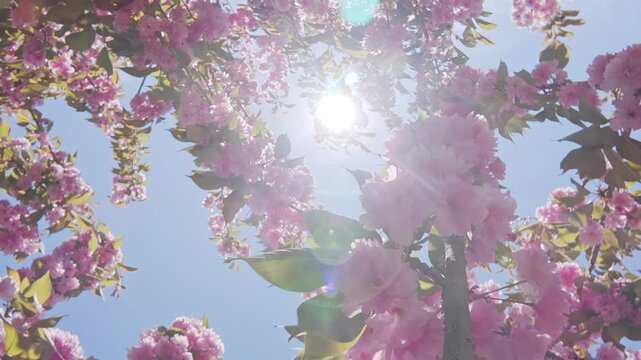 Flying up inside the Japan cherry tree, her, double flowers flowers sway in the wind against the blue sky on a sunny day, backlit by the sun with sun glare on the lens, bottom view