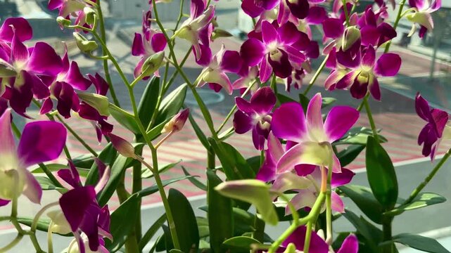 Beautiful purple and white Dendrobium orchids blooming in a bright tropical garden. Exotic floral decoration with orchid flowers in soft natural sunlight, closeup botanical photography.