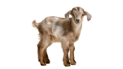 Naklejka premium Young brown and white spotted goat standing, isolated on transparent background