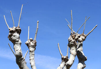 Árbol caducifolio sin hojas con ramas raras y tronco fuerte con cielo azul