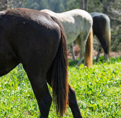 Close Up of Horses Grazing in Sunny Green Pasture © Vjom